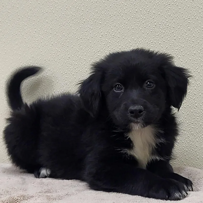 A baby medium-sized male Black Border Collie dog named Spike for adoption in Marion, MS