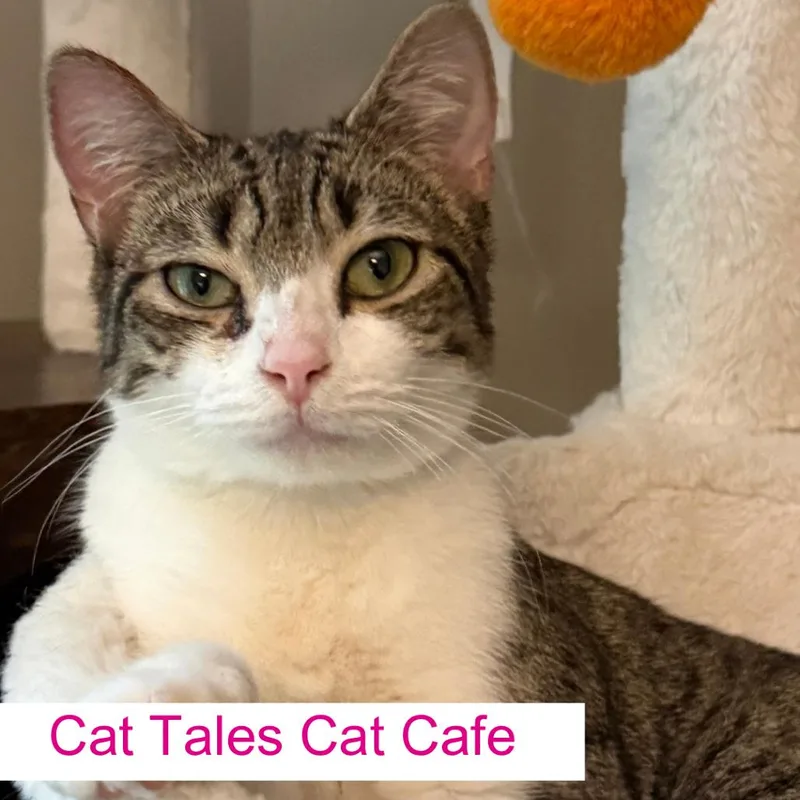 A young medium-sized female White Domestic Short Hair cat named Zoey for adoption in Chapel Hill, NC