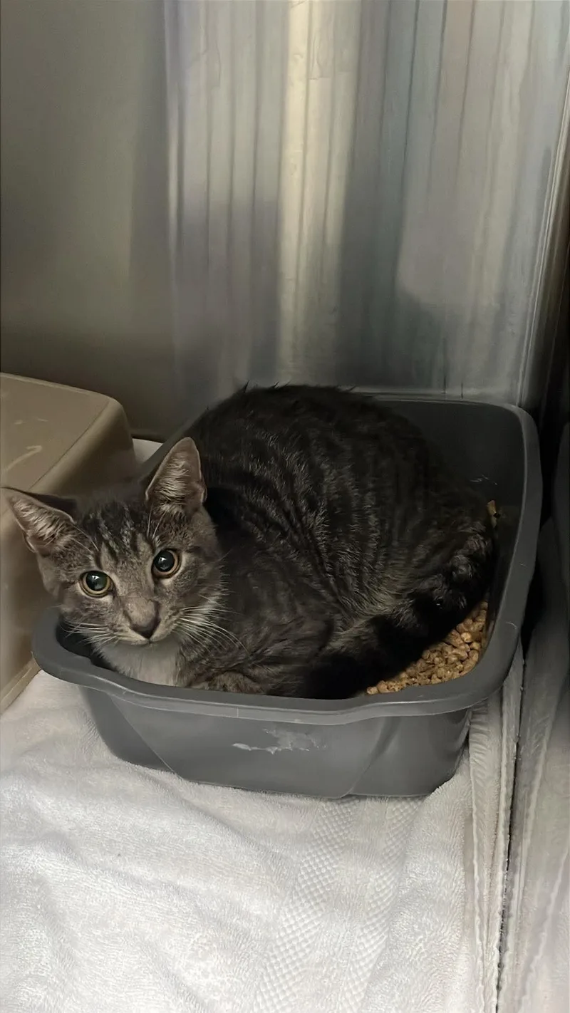 A young medium-sized male Domestic Short Hair cat named Unknown for adoption in Burgaw, NC