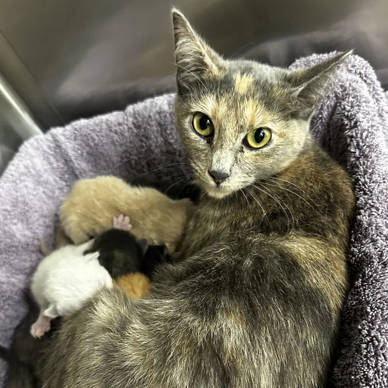 An adult medium-sized female Tortoiseshell Domestic Short Hair cat named Clematis for adoption in Warrensburg, MO