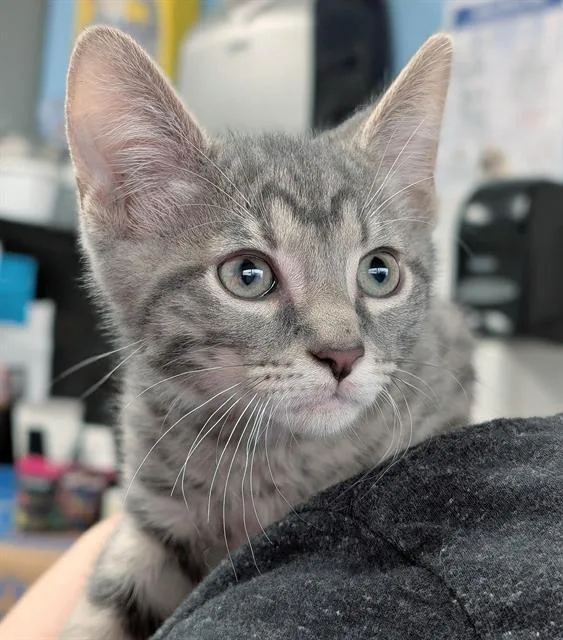 A baby small-sized male Domestic Short Hair cat named Metallic for adoption in Canfield, OH