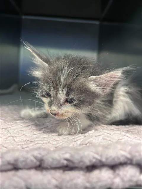 A baby medium-sized female Domestic Medium Hair cat named French for adoption in Dallas, TX