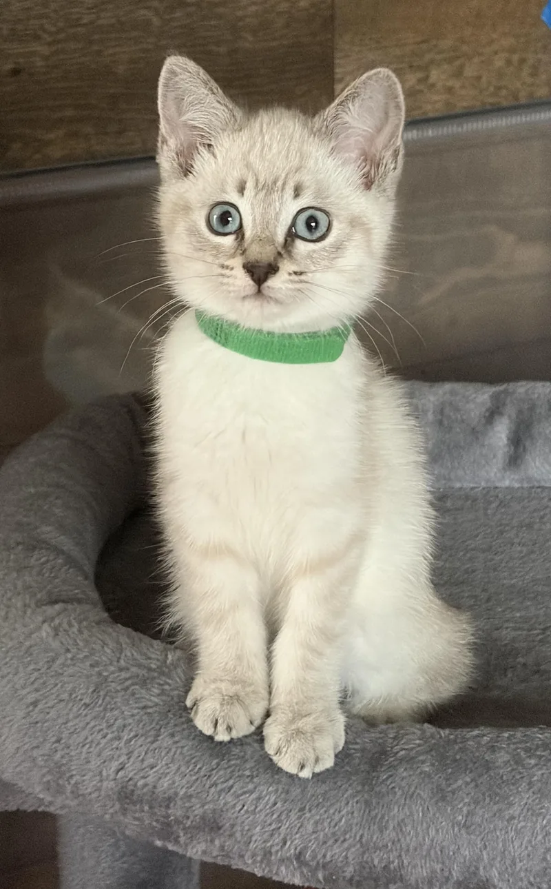 Coco