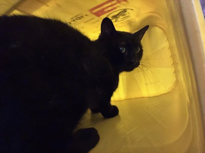 An adult small-sized male Black Domestic Short Hair cat named Ci Brute for adoption in Glen Allen, VA