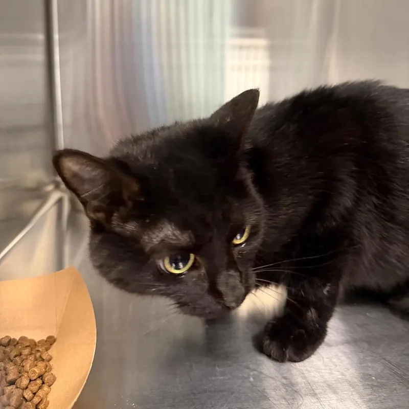 A young medium-sized female Black Domestic Short Hair cat named Plum for adoption in Greensboro, NC
