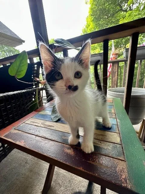 A baby medium-sized male Domestic Short Hair cat named Boaz for adoption in Johnson City, TN