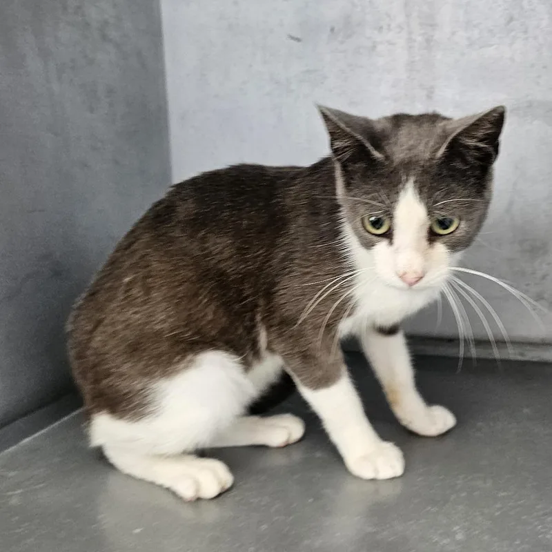 A young medium-sized male Gray / Blue / Silver Domestic Short Hair cat named Washington for adoption in Normal, IL