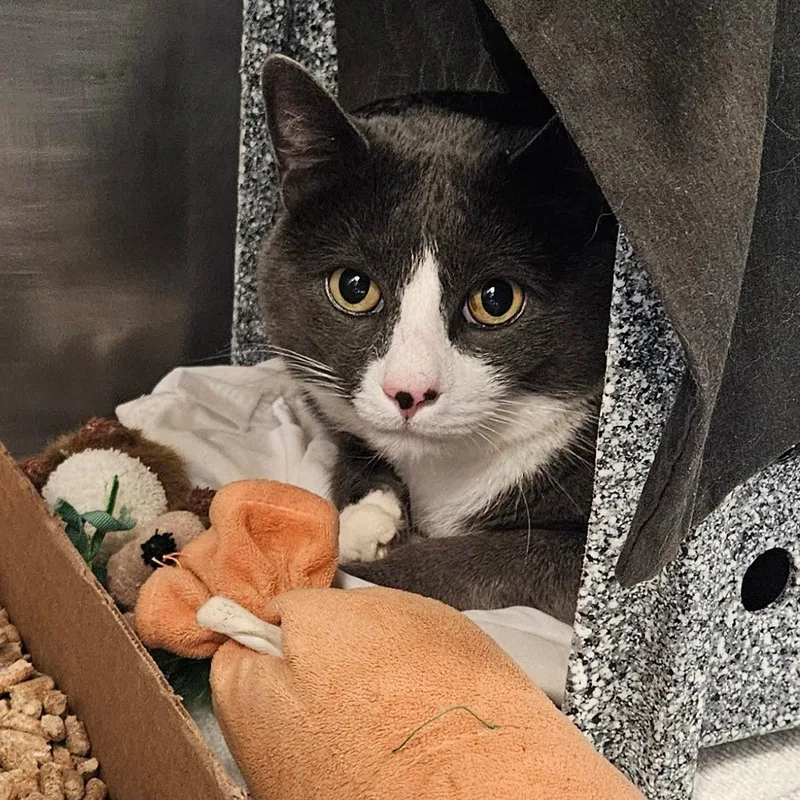 An adult extra large-sized male Gray / Blue / Silver Domestic Short Hair cat named Socks for adoption in Birdsboro, PA