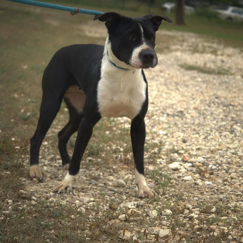 Betsy Jum thumbnail 2