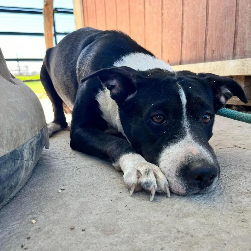 Betsy Jum thumbnail 4