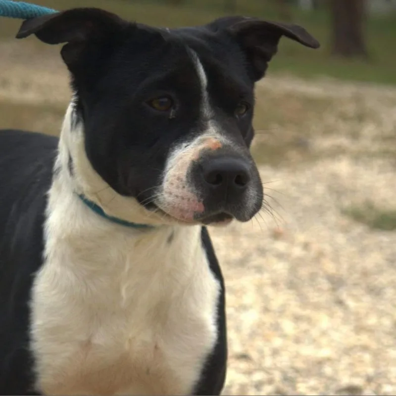 Betsy Jum thumbnail 5