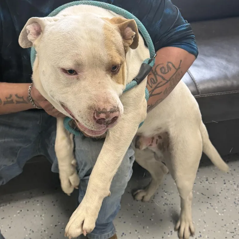 An adult large-sized male White / Cream Terrier dog named Lil Homie for adoption in Marion, VA