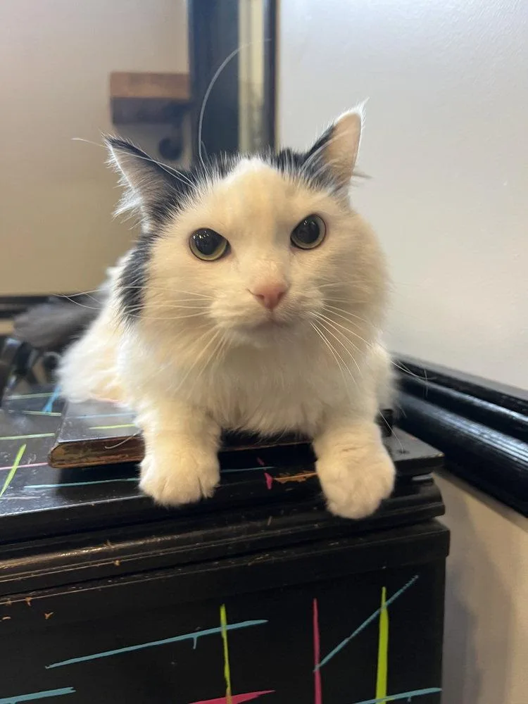 An adult large-sized female Black & White / Tuxedo Domestic Long Hair cat named Sansa for adoption in O'Fallon, MO
