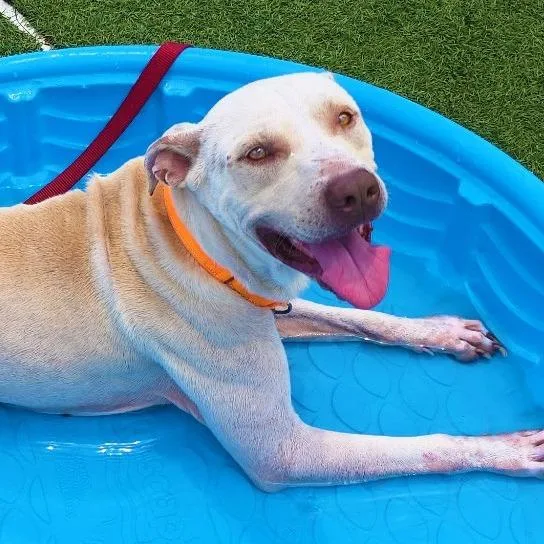 An adult medium-sized male Yellow / Tan / Blond / Fawn Pit Bull Terrier dog named Patriot for adoption in Galveston, TX