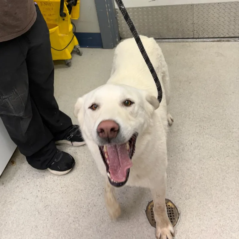 An adult medium-sized male White / Cream Mixed Breed dog named Stark for adoption in Spokane, WA