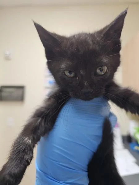 A baby small-sized female Domestic Short Hair cat named Mystique for adoption in Kennewick, WA
