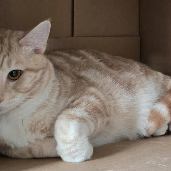 A young small-sized male Domestic Short Hair cat named Logi for adoption in Des Moines, IA