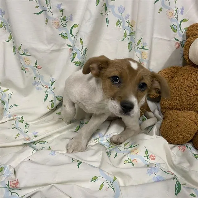 A baby small-sized female Parson Russell Terrier dog named A for adoption in Modesto, CA