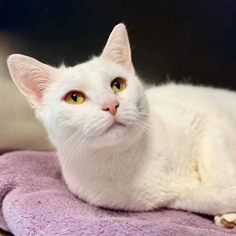 An adult medium-sized female White Domestic Short Hair cat named Jasmine for adoption in Manahawkin, NJ