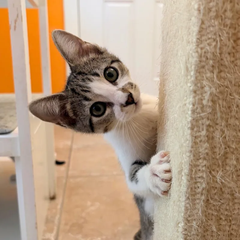 A baby small-sized male Domestic Short Hair cat named Boudain for adoption in Magnolia, TX