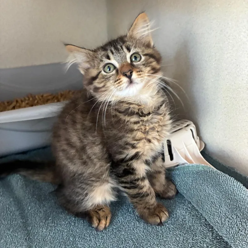 A baby small-sized female Brown / Chocolate Domestic Short Hair cat named Button for adoption in Redwood City, CA