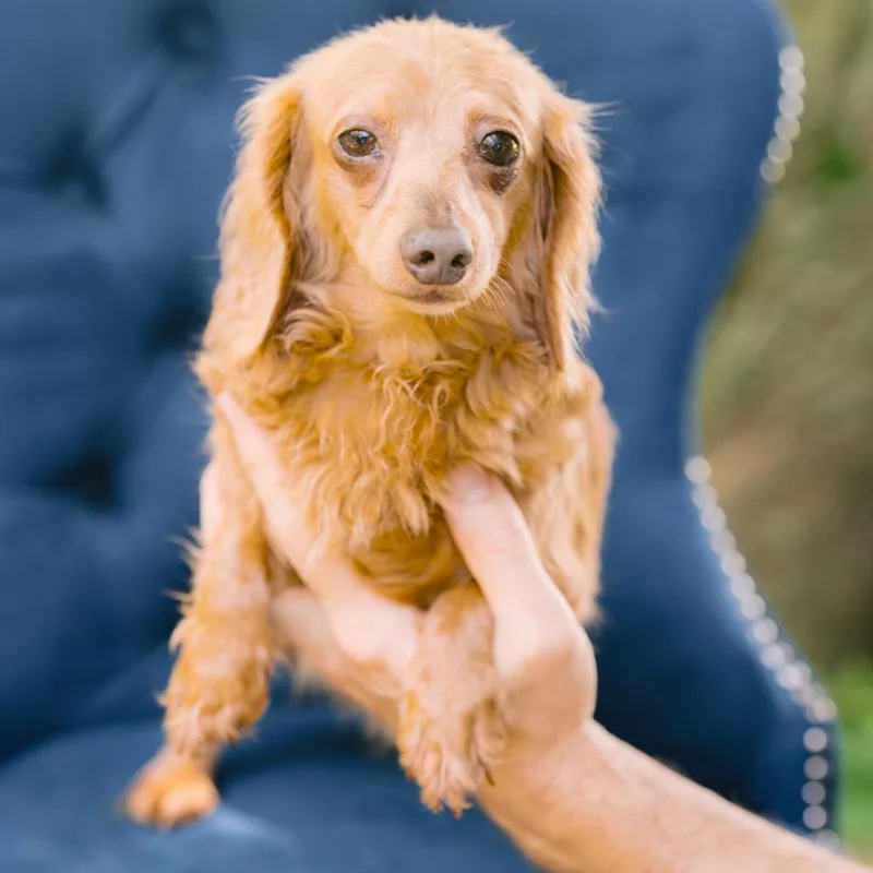 An adult small-sized female Dachshund (Long Haired) dog named Violet for adoption in Zionsville, IN
