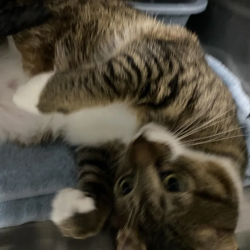 An adult extra large-sized male Brown / Chocolate Domestic Short Hair cat named Tutt for adoption in Lakeland, FL