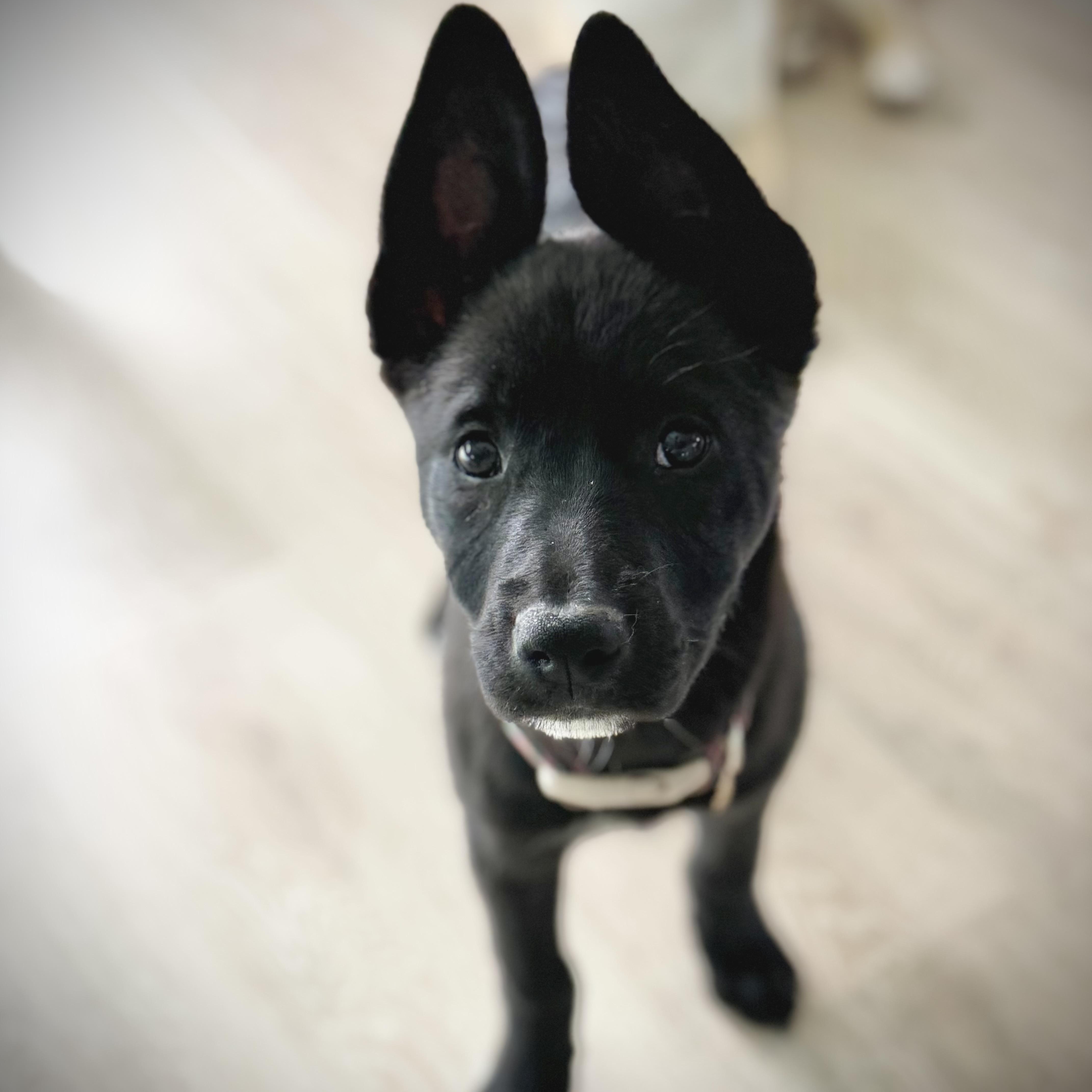 A baby medium-sized female Pit Bull Terrier dog named Marcia for adoption in Burbank, CA