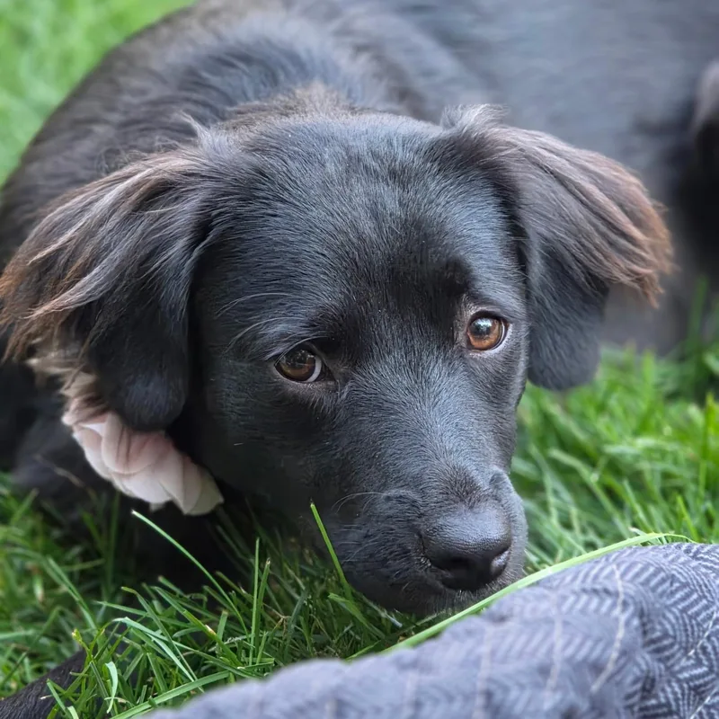 A young medium-sized female Flat-Coated Retriever dog named Maxine for adoption in New York, NY