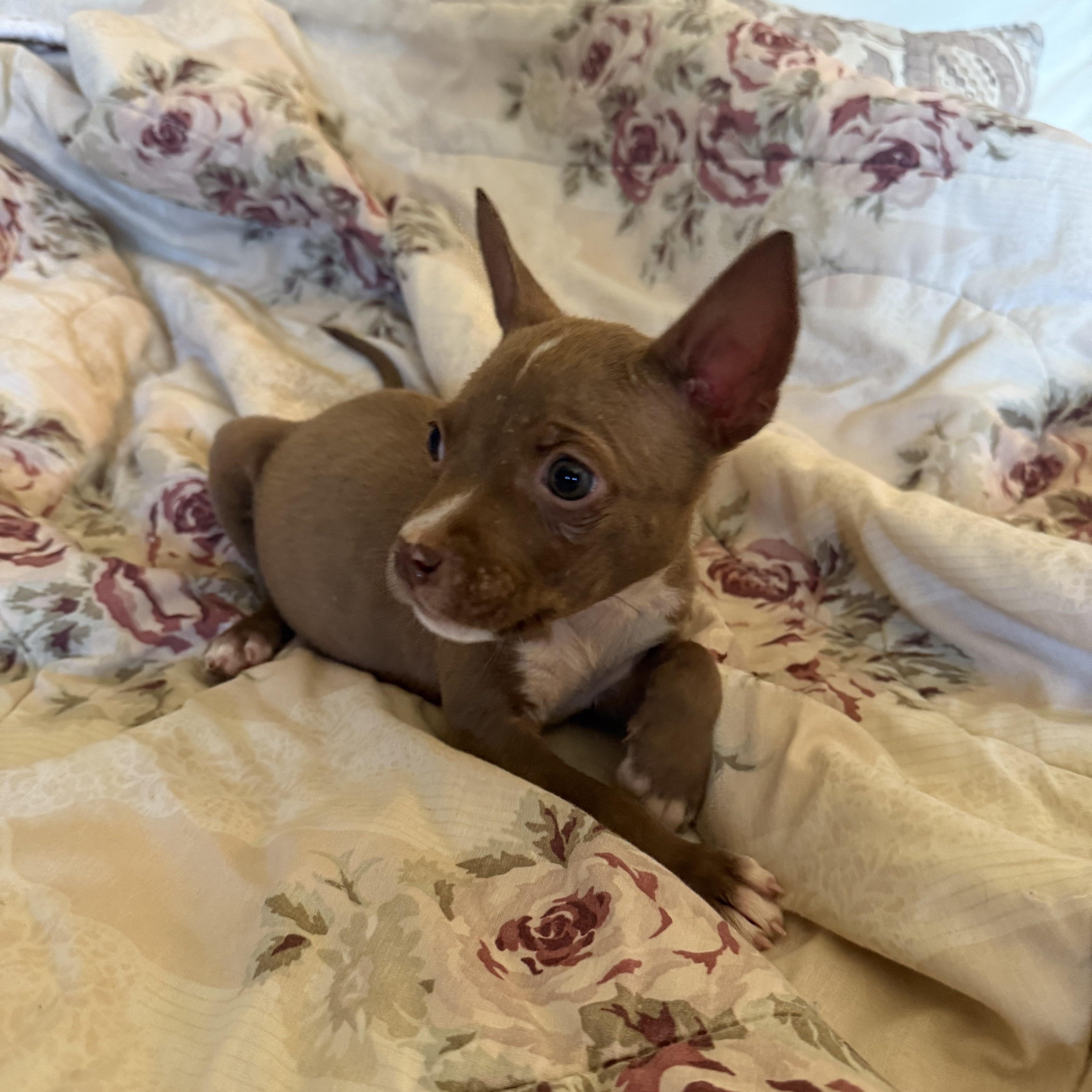 A baby medium-sized female Terrier dog named Pancake for adoption in Lakeside, CA