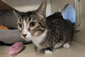 A young medium-sized female Brown / Chocolate Domestic Short Hair cat named Gouda for adoption in Elizabeth, IL