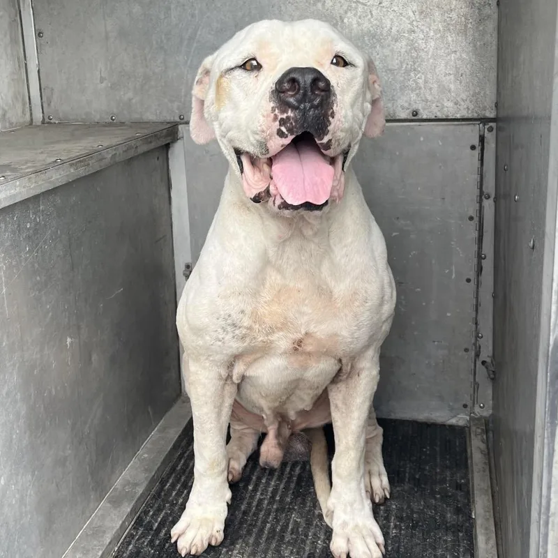 A senior large-sized male American Bulldog dog named Gramps for adoption in Edinburg, TX