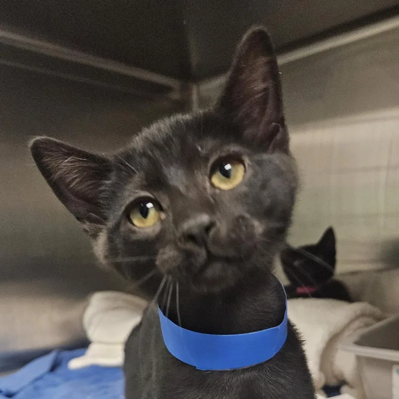 A baby small-sized male Domestic Short Hair cat named Butters for adoption in Fairport, NY