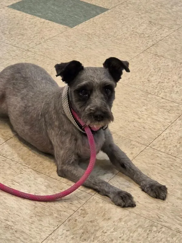 An adult medium-sized male Gray / Blue / Silver Miniature Schnauzer dog named Gunther for adoption in Bluffton, IN