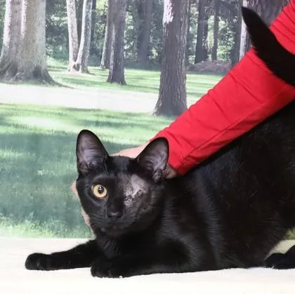 An adult medium-sized male Domestic Short Hair cat named Polar C for adoption in West Chester, PA