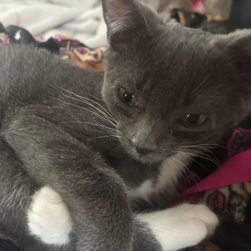 An adult medium-sized male Domestic Short Hair cat named Ivy for adoption in Howard beach, NY