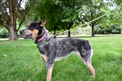 An adult medium-sized female Australian Cattle Dog / Blue Heeler dog named Tatiana for adoption in Yakima, WA