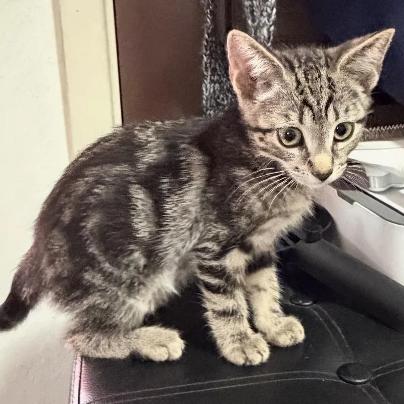 A baby medium-sized female Tabby (Brown / Chocolate) Domestic Short Hair cat named Shelby for adoption in Brentwood, CA