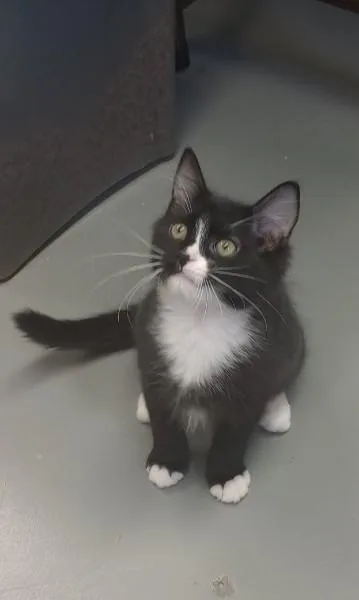 A young medium-sized male Black & White / Tuxedo Domestic Short Hair cat named Roo for adoption in Duluth, GA
