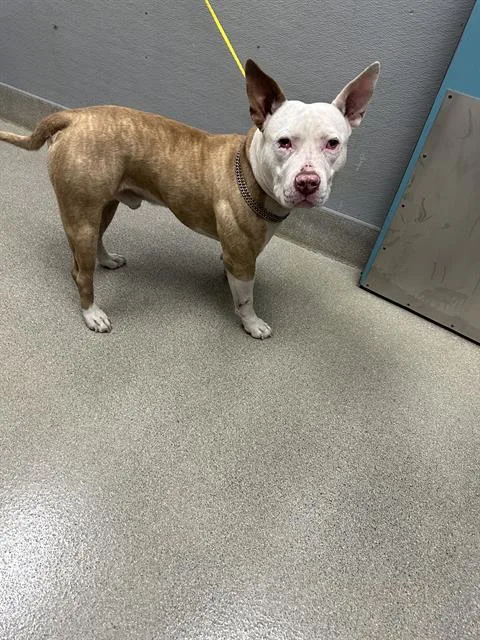 An adult large-sized male Pit Bull Terrier dog named Tadpole for adoption in Las Vegas, NV
