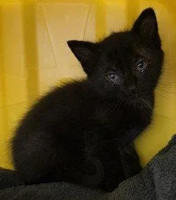 A baby small-sized male Black Domestic Long Hair cat named CA Rain for adoption in Glen Allen, VA