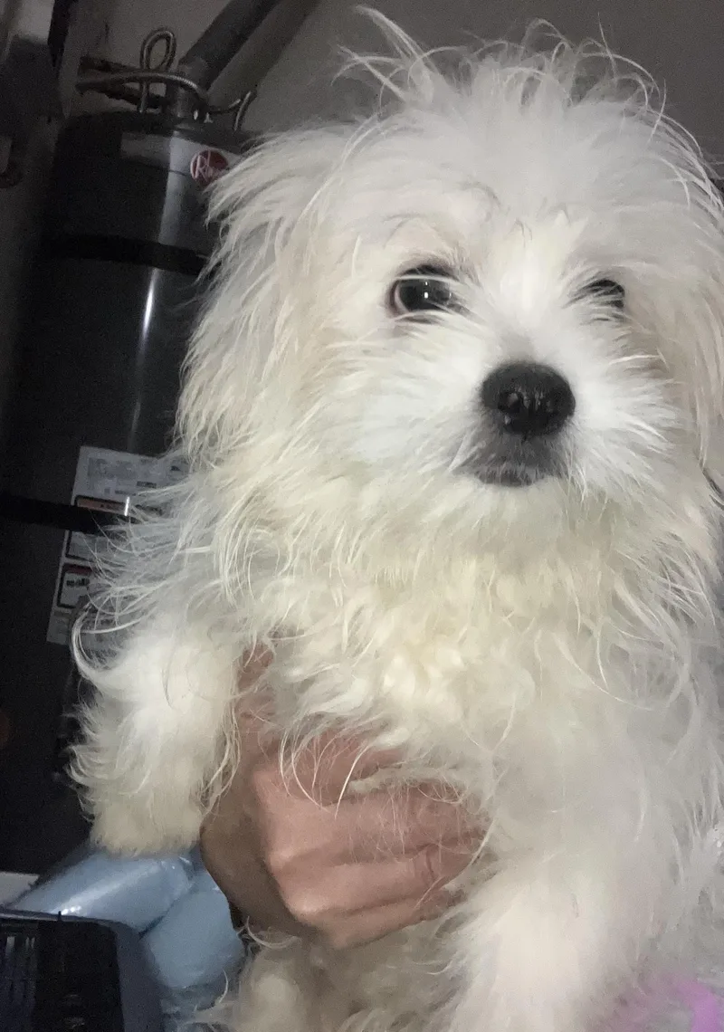 A baby small-sized male White / Cream Pomeranian dog named Snowball for adoption in Henderson, NV
