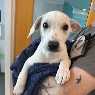 A baby small-sized female Hound dog named Lia for adoption in Voorhees, NJ