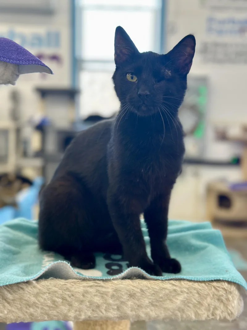 An adult medium-sized male Black Domestic Short Hair cat named Winky for adoption in Faribault, MN
