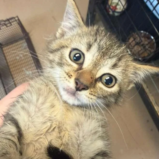 A baby small-sized male Brown / Chocolate Domestic Short Hair cat named Elio for adoption in Gadsden, AL
