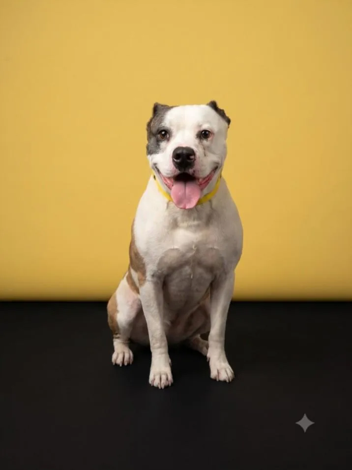 A young large-sized female Pit Bull Terrier dog named Bella  Ava for adoption in Los Angeles, CA
