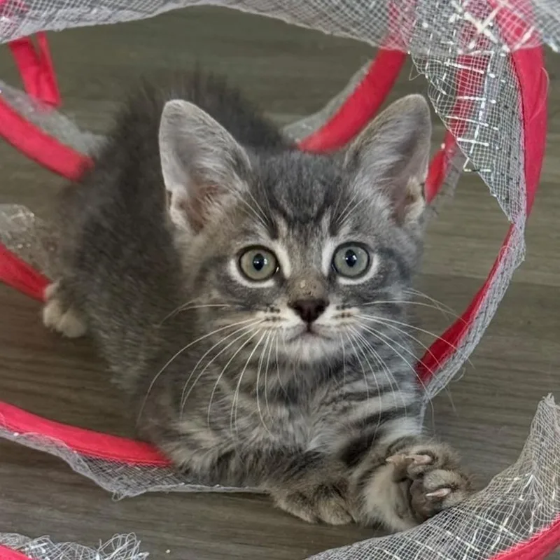 A baby small-sized male Gray / Blue / Silver Domestic Short Hair cat named Milo for adoption in Goshen, IN