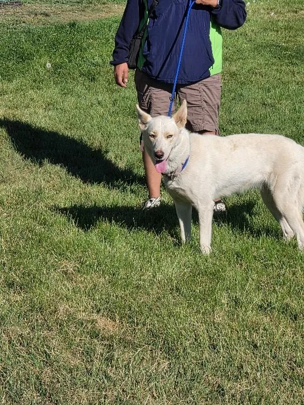 An adult large-sized female White / Cream German Shepherd Dog dog named Girlie for adoption in North Bend, WA