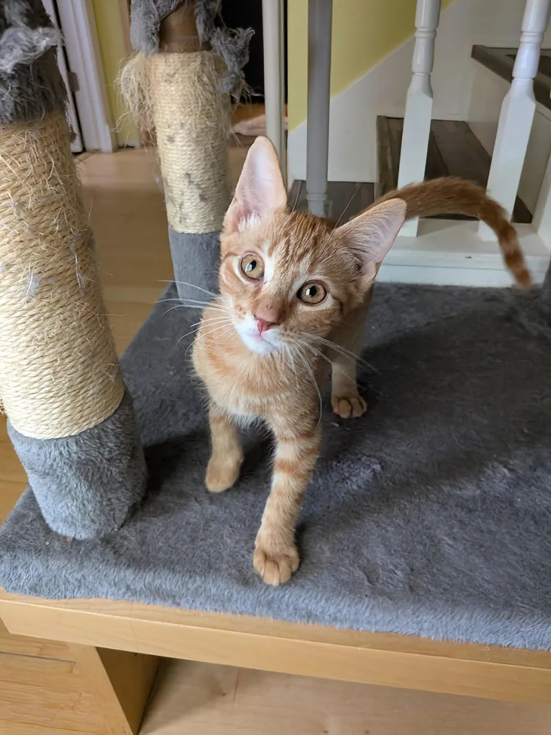 A baby medium-sized male Tabby cat named Hoth for adoption in MONTGOMERY, TX