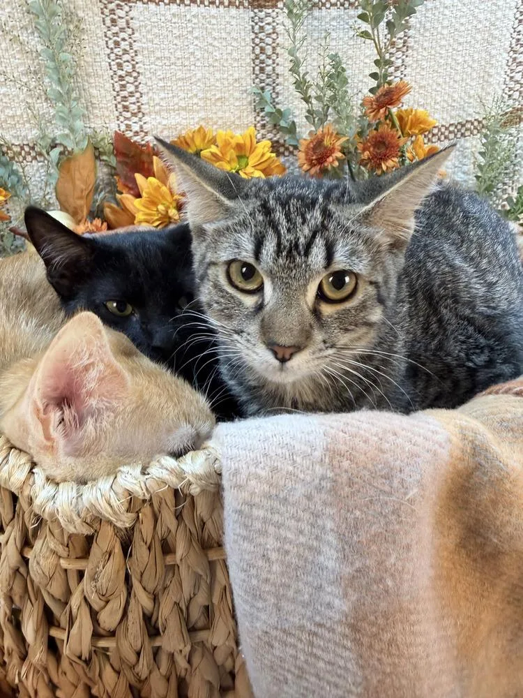 A baby medium-sized female Tabby (Brown / Chocolate) Domestic Short Hair cat named Ava for adoption in Salinas, CA